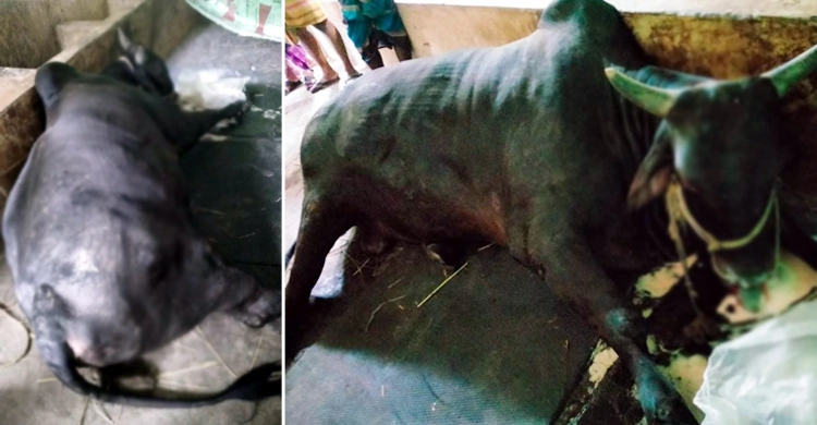 কোরবানিতে অবিক্রীত ৮ লাখ টাকা দামের ‘কালা মানিক’ মারা গেছে